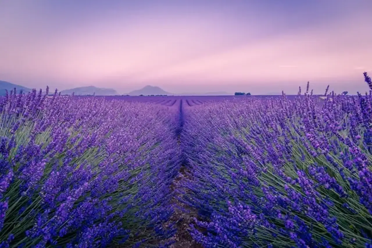 Lavendelfeld in Frankreich in lila Farben