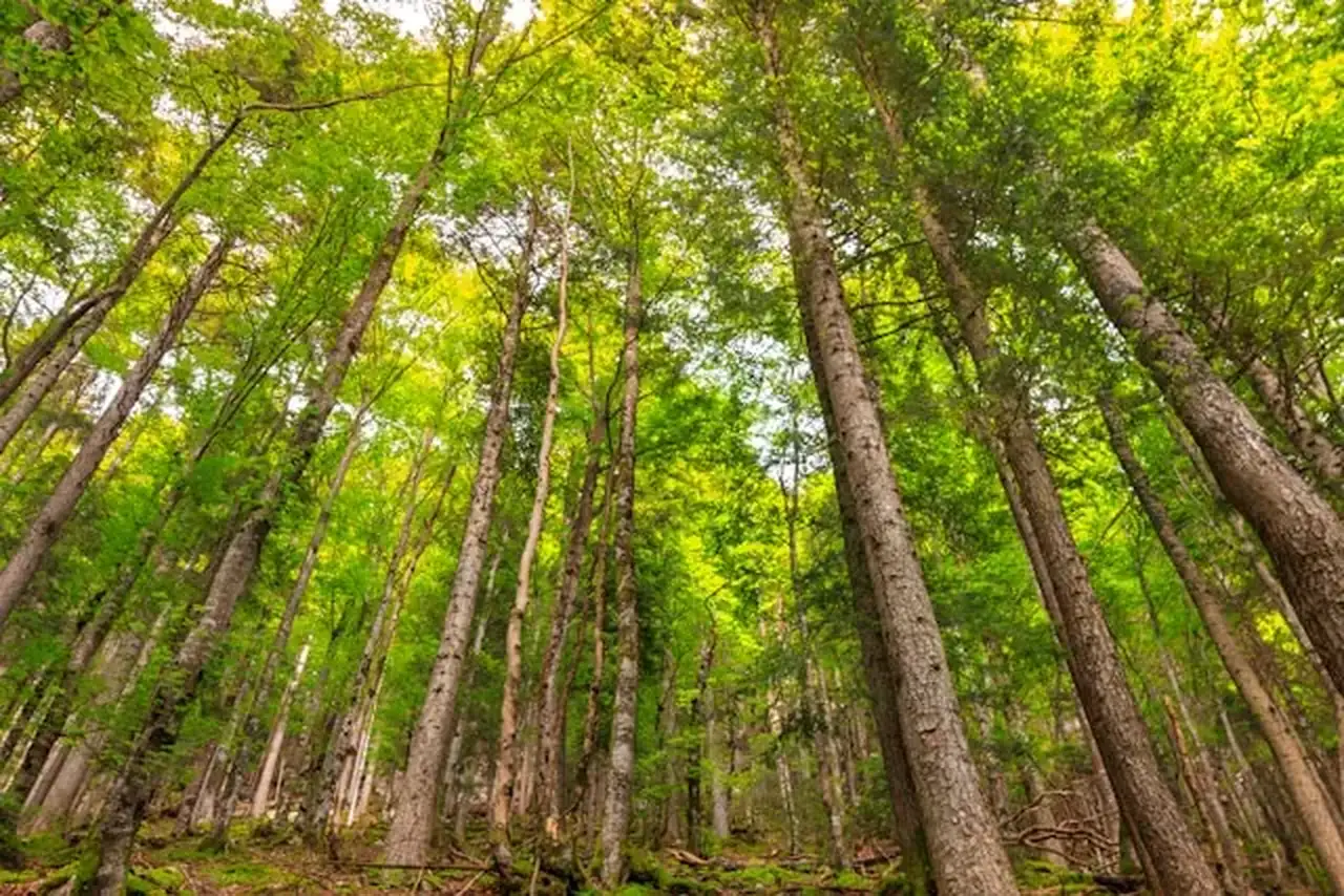Bäume in einem dichten Wald