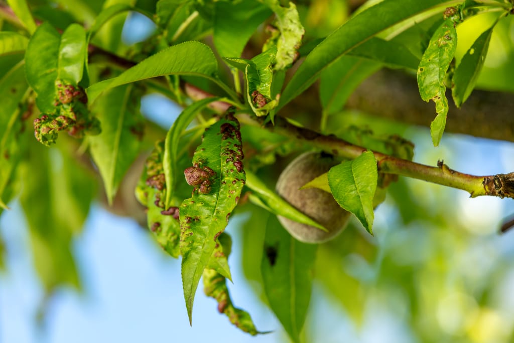 Pfirsichbaum pflanzen (Prunus persica)