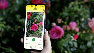 Nutzer macht mit der Neudorff App eine Aufnahme eines Schadbildes an einer Rose
