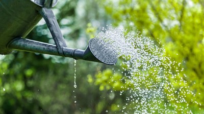 Eine Gießkanne verteilt Wasser in feinen Strahlen, während einzelne Tropfen herabfallen, vor einem Hintergrund aus üppigem Grün.