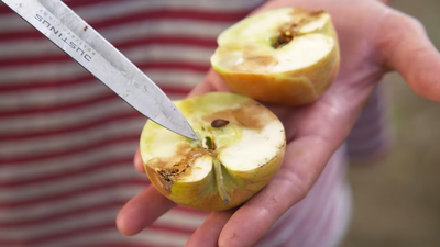 Ein aufgeschnittener Apfel mit dem Schädlingsbild Apfelwickler