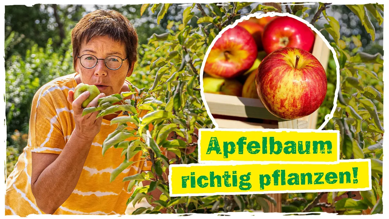 Apfelbaum im Topf auf dem Balkon
