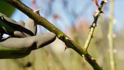 Eine Hand zeigt auf ein schlafendes Auge an einem Rosentrieb