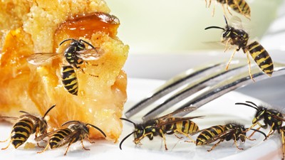 Wespen am Wespenkuchen