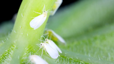 weisse Fliegen auf Pflanze