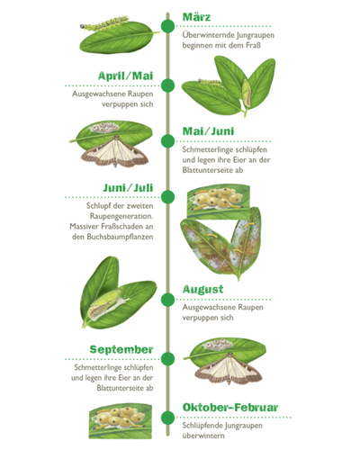 Buchsbaumzuensler Zyklus