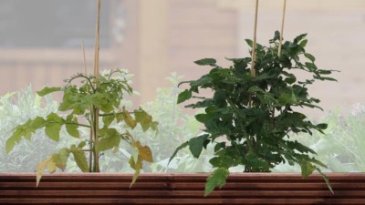 tomate mit und ohne dünger