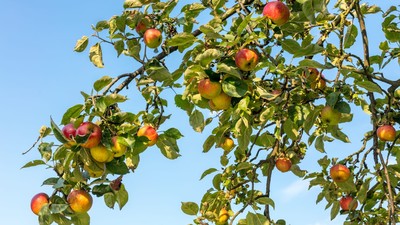 Apfelbaum