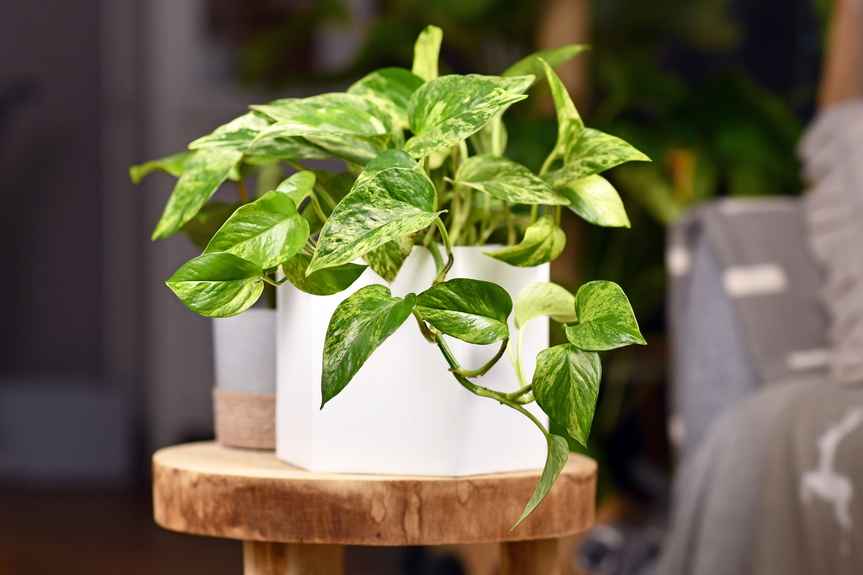 wieviel dünger pro pflanze Zimmerpflanzen Dünger, Monstera Dünger, 6 Monate Depotwirkung – PlantMe main image 1