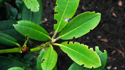 philodendron sodiroi variegata Philodendron Sodiroi Variegated – INDONESIAPLANTS main image 1