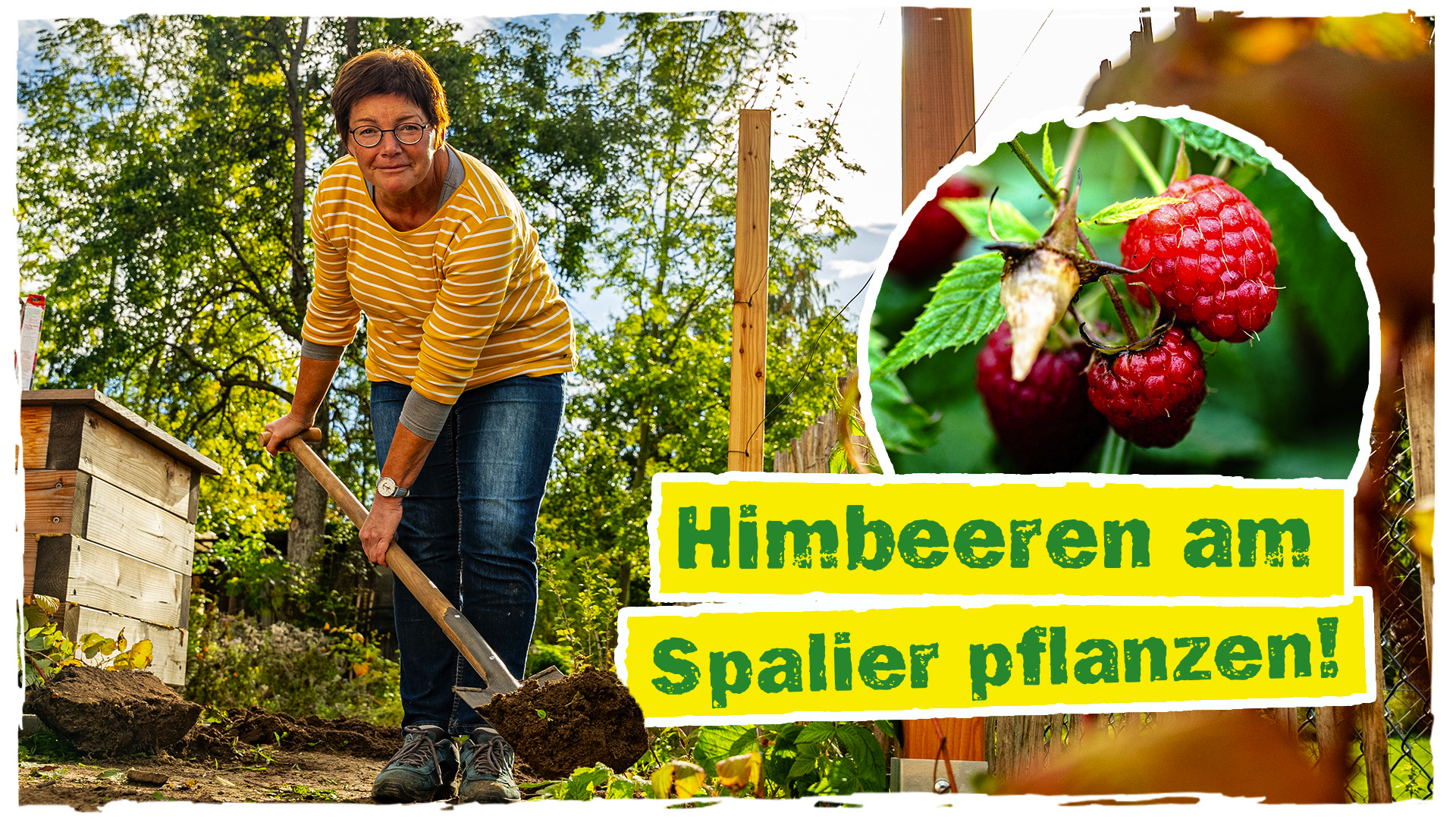 Himbeeren pflanzen, pflegen, dngen (Rubus idaeus)