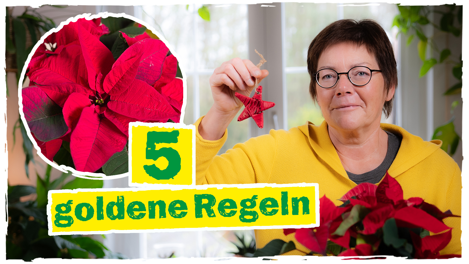 Weihnachtsstern Pflege Tipps
