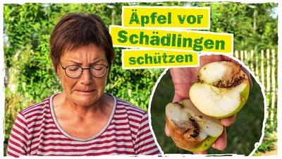 Thumbnail Annette zeigt, wie man seine Aepfel und Apfelbaum vor Schaedlingen schuetzt