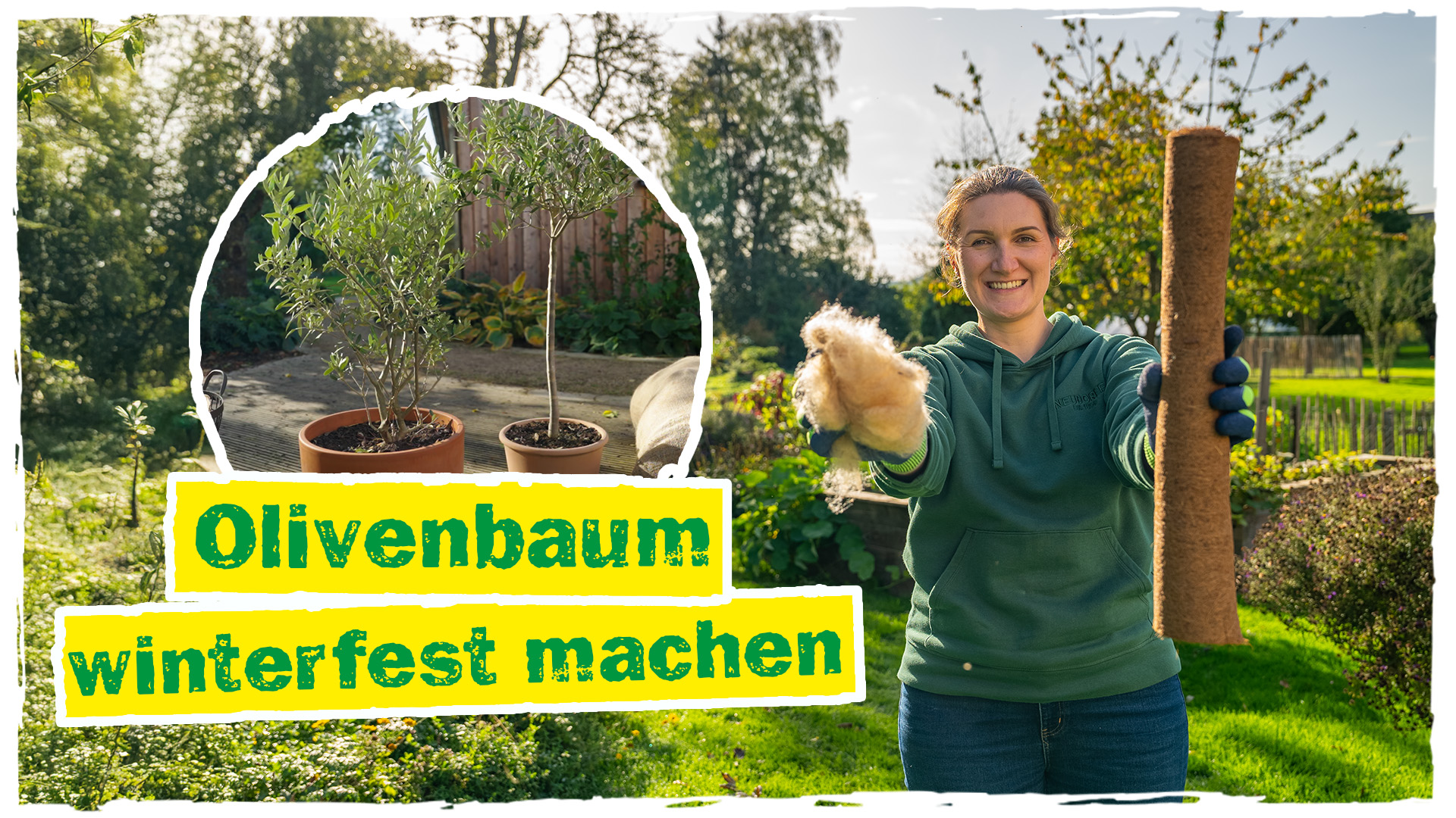 Eukalyptus im Topf pflegen