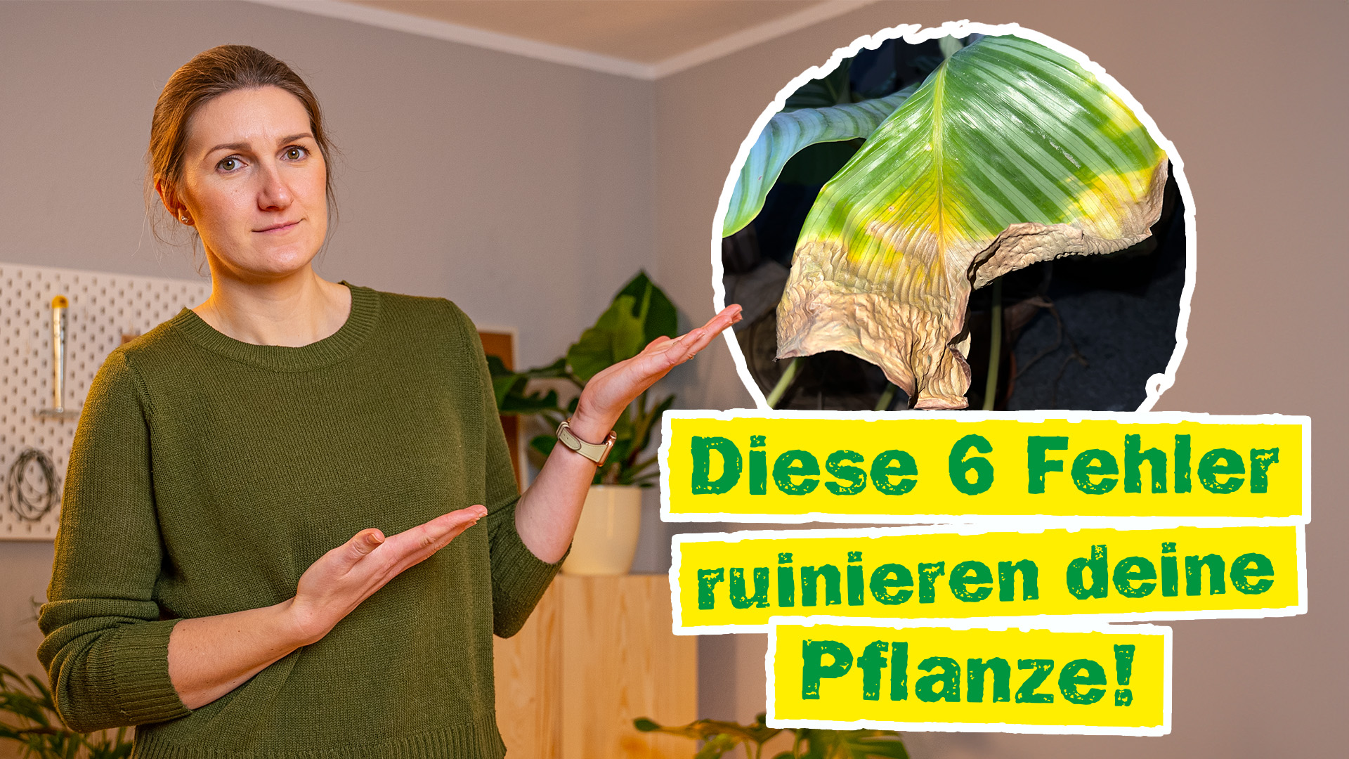 Monstera richtig pflegen: Tipps zu Luftwurzeln & Co