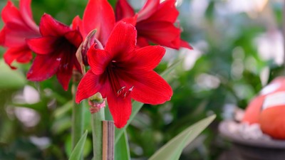 Eine rot blühende Amaryllis