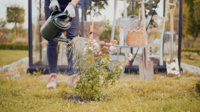 diy projekt rose pflanzen