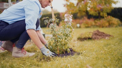 diy projekt rose einpflanzen