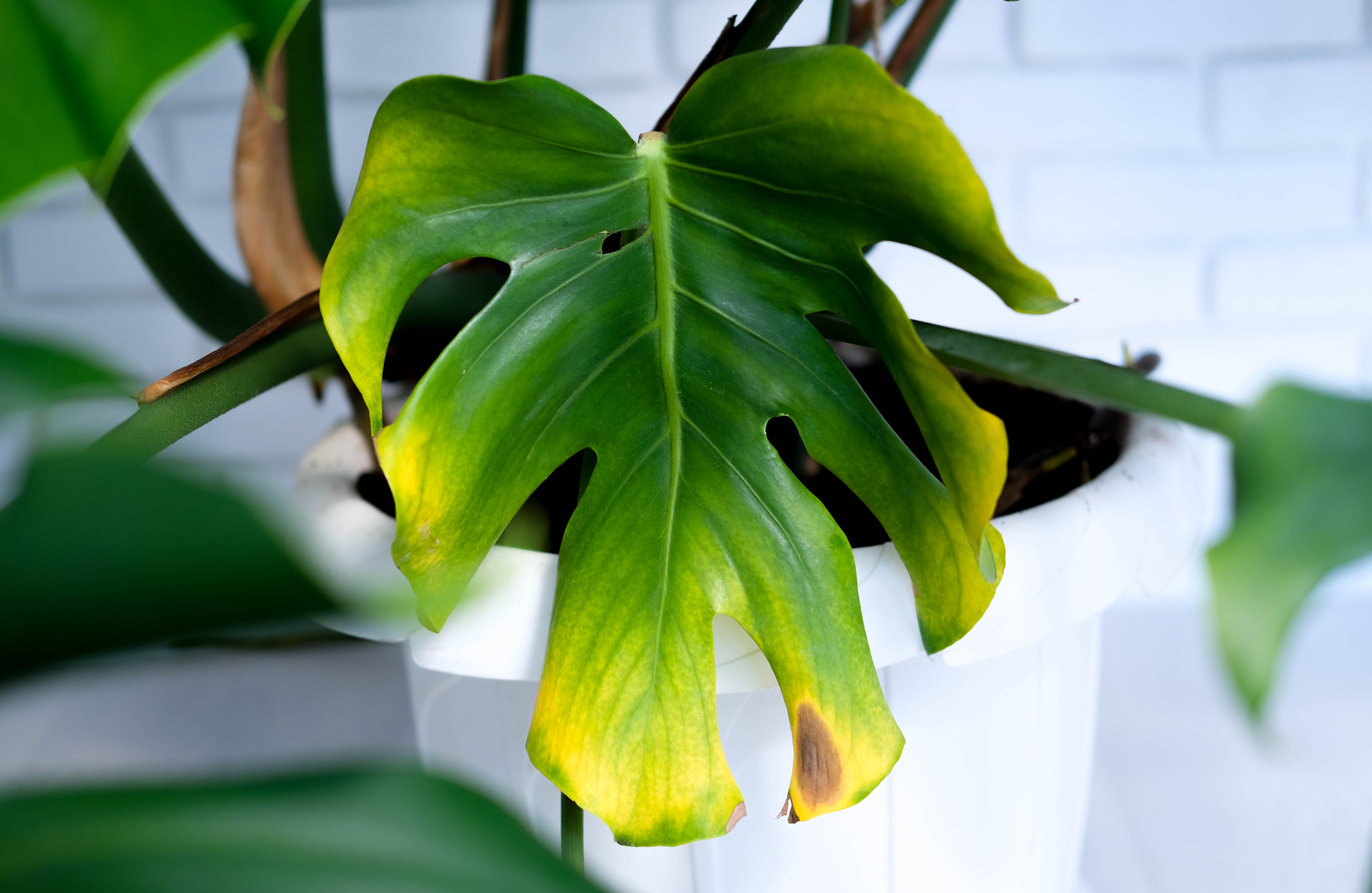 Monstera richtig pflegen: Tipps zu Luftwurzeln & Co