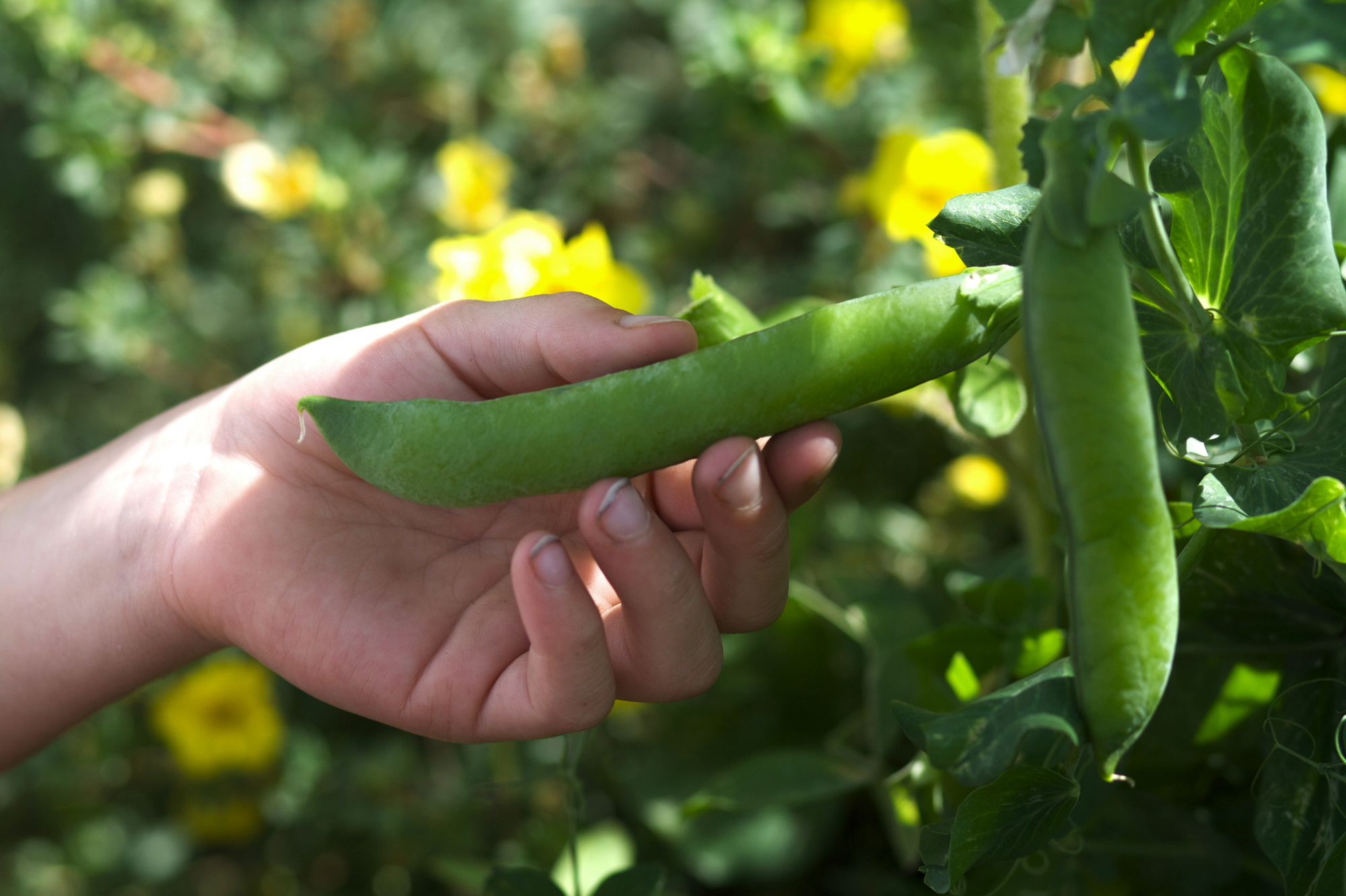 bester chili-dünger Chili Dünger - Mineralischer NPK Flüssigdünger mit Stickstoff