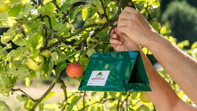 Eine Apfelmadenfalle von Neudorff wird in einen Baum gehängt