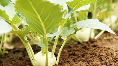 Kohlrabi auf Feld mit Blaettern