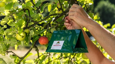 Hand hängt Apfelmadenfalle in Baum mit reifen Äpfeln