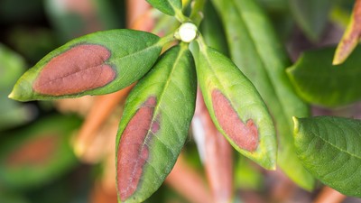 Ein Rhododendron Blatt mit Sonnenbrand