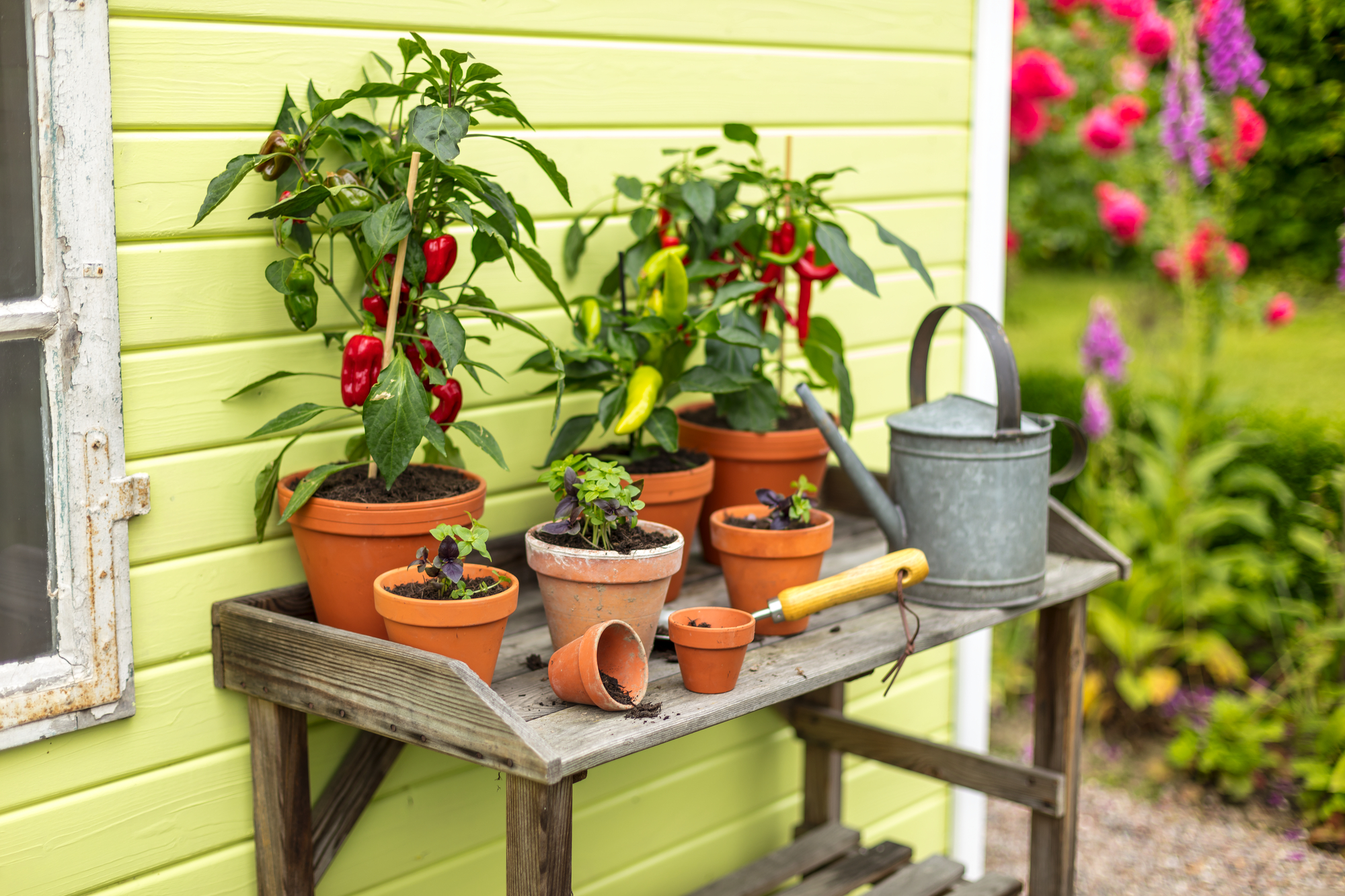 Knackige Paprika anbauen: Schritt fr Schritt