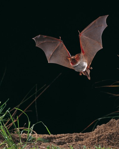 Fledermaus