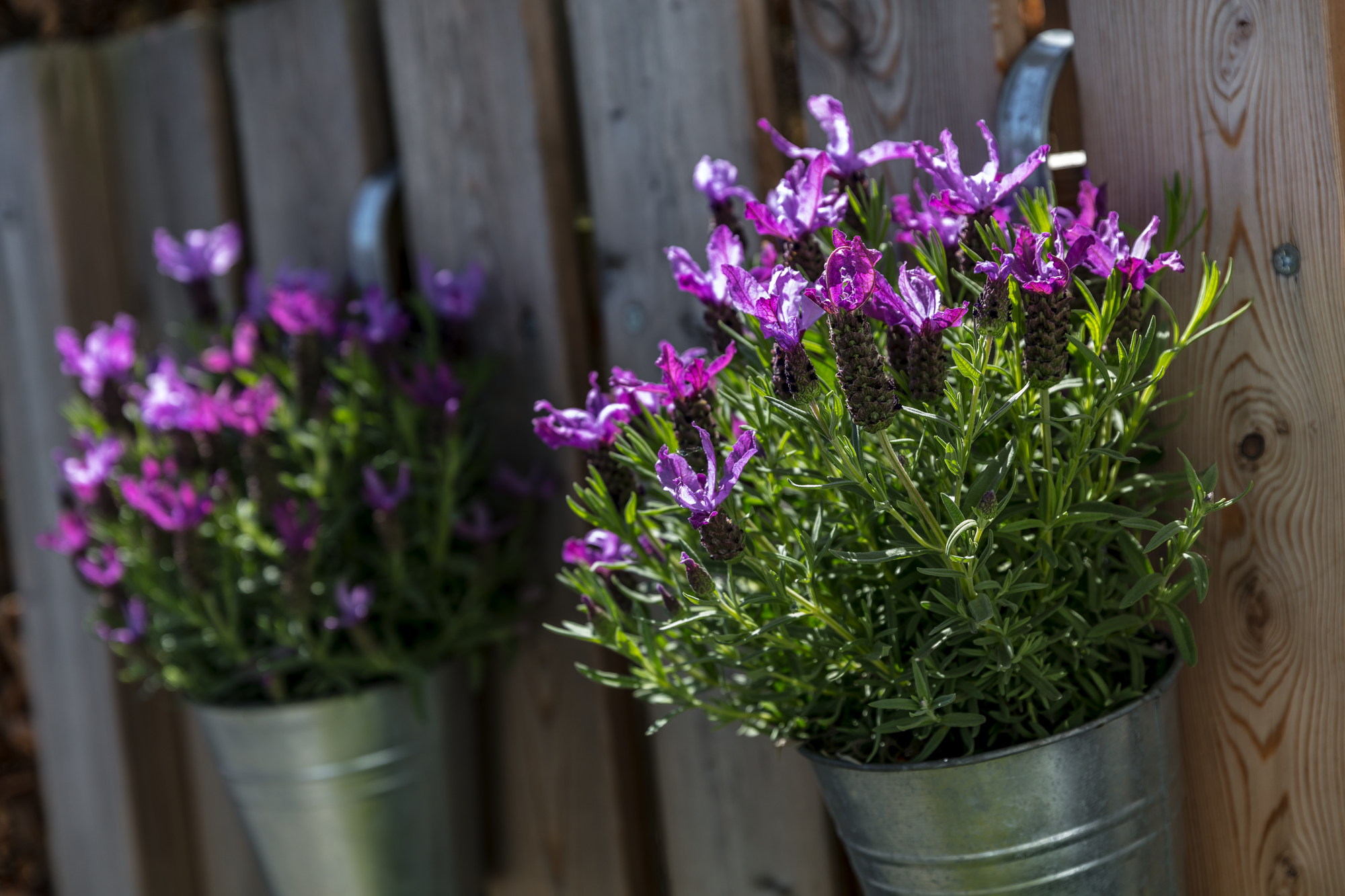 Lavendel pflanzen, pflegen, vermehren
