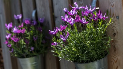 Zwei Töpfe mit blühendem Schopflavendel hängen an einer Holzwand und bringen leuchtende violette Farbtupfer in den Garten.