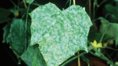 Blatt einer Gurkenpflanze mit Mehltau