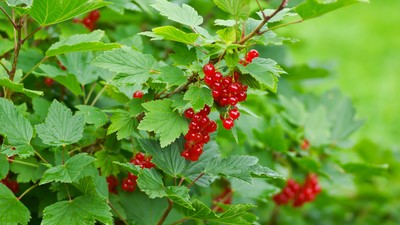 Johannisbeeren an einem Johannisbeerstrauch