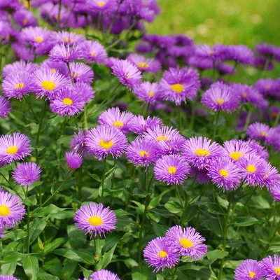 Herbstaster lila