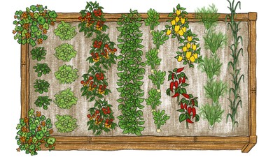 Hochbeet Pflanzplan fuer den Sommer in Illustration