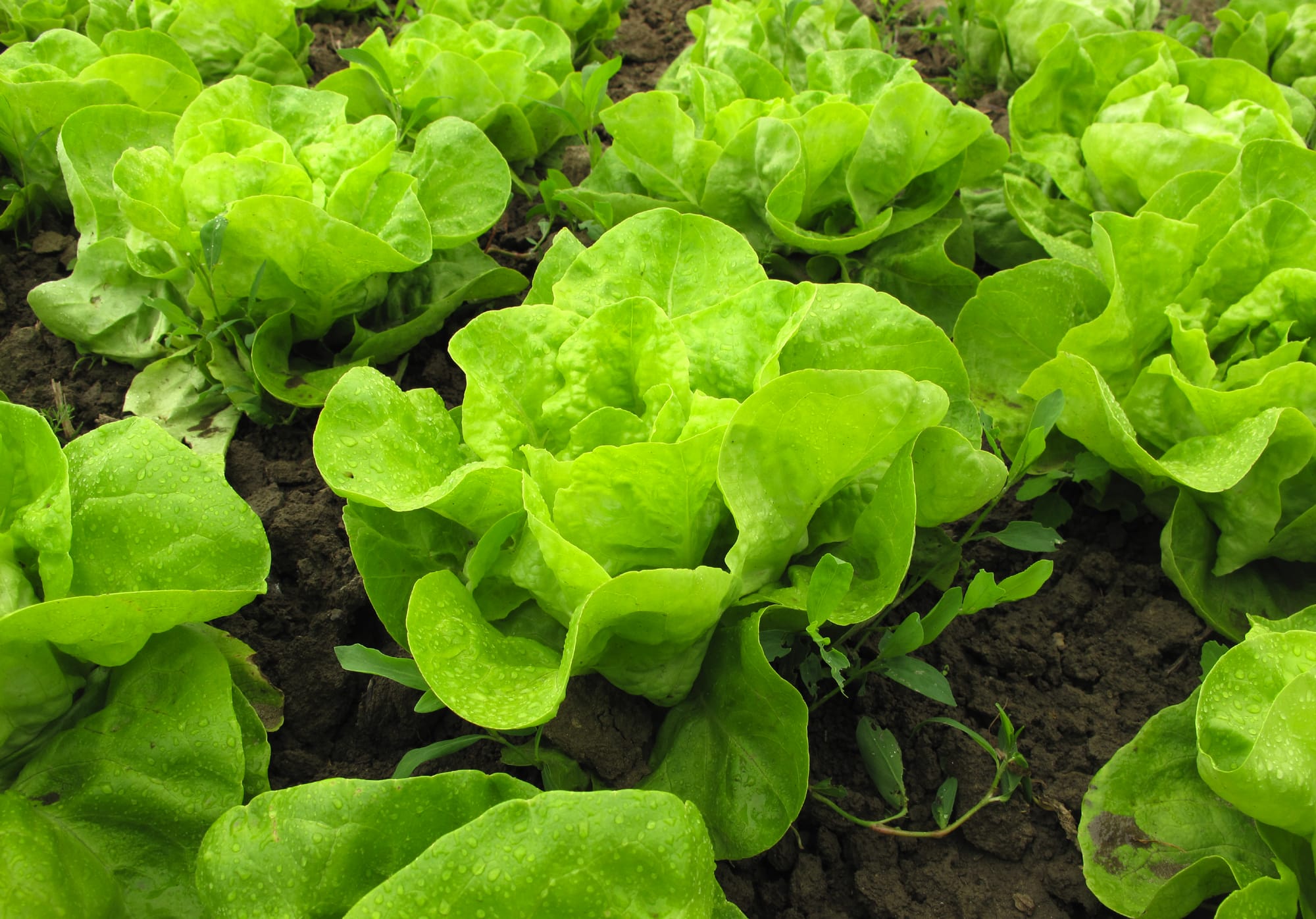 Salat pflanzen und pflegen