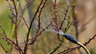 Sprühnebel trifft auf knospenden Ast, Pflanzenschutz im Frühling