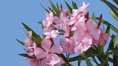 Oleander mit rosa Blüten ragt in den Himmel