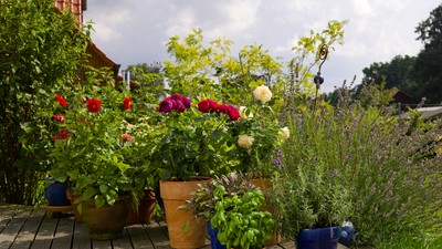 bunte kuebel auf der terasse mit bunten rosen