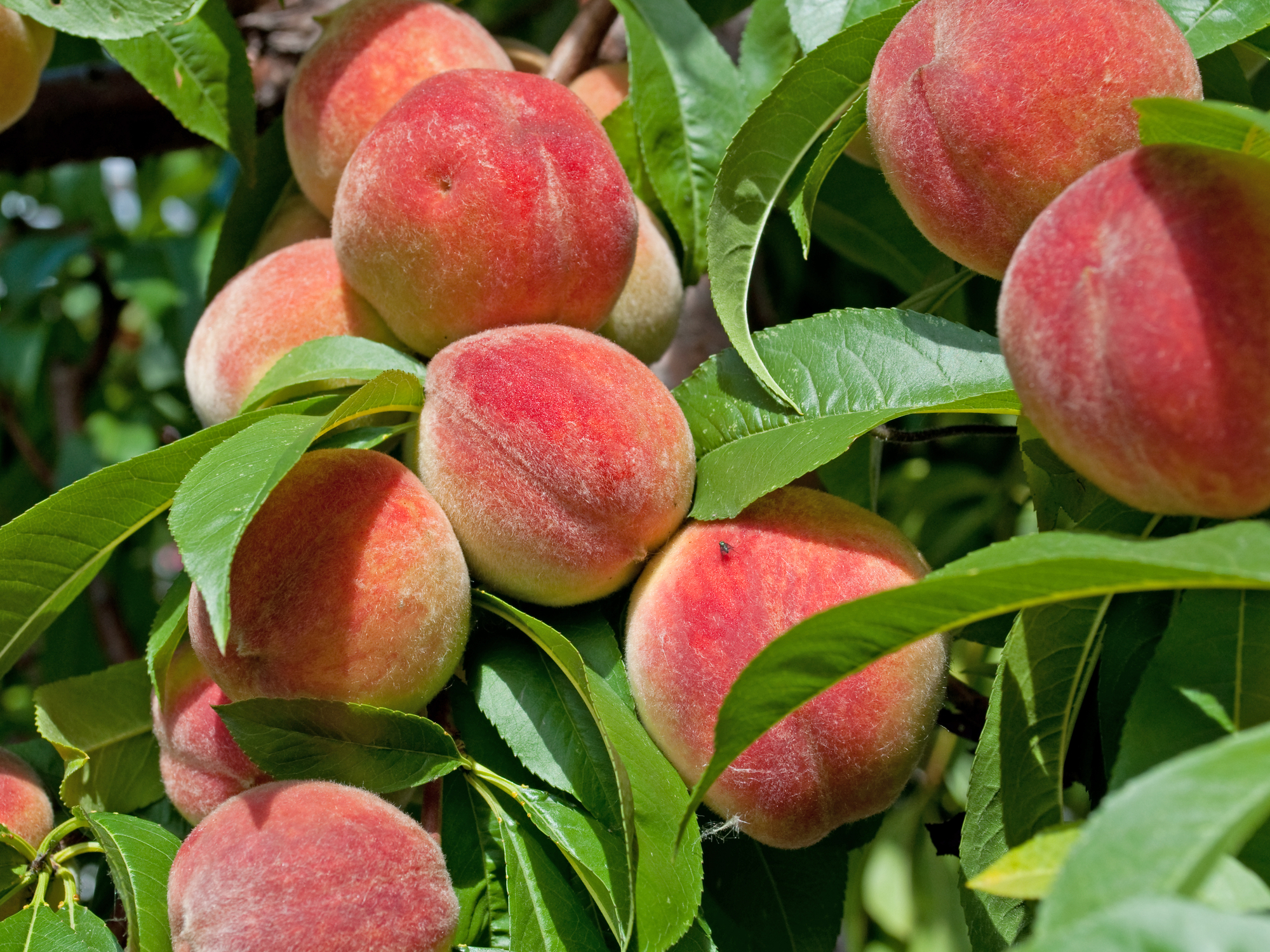 Pfirsichbaum pflanzen (Prunus persica)