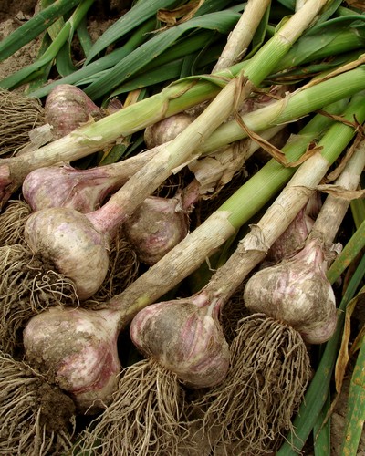 Knoblauch