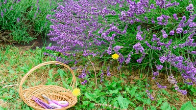 Lavendelfeld und Korb mit Lavendel