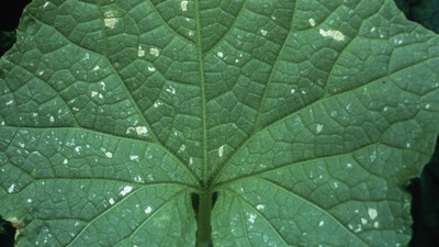 Schadbild eines Thrips Befalls in Nahaufnahme