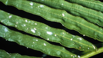 Wollläuse an Grünpflanze