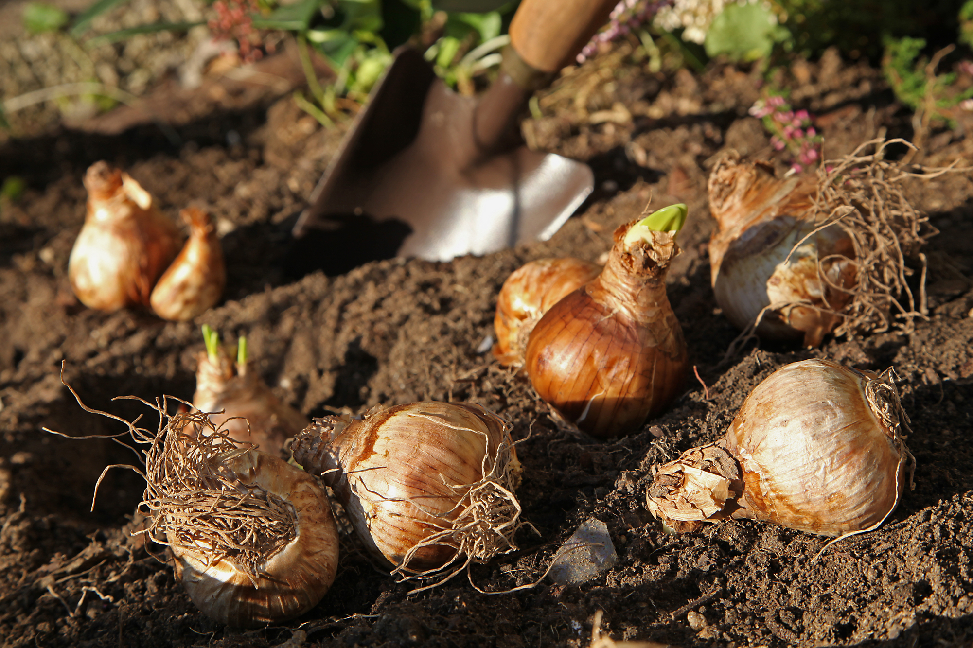 Blumenzwiebeln im Topf pflanzen