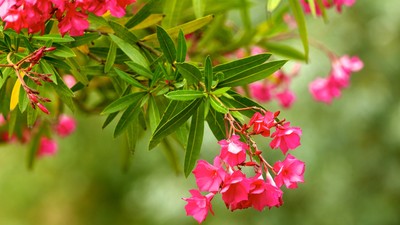 Oleander mit pinken Blüten