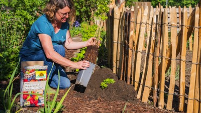 Frau verwendet Azet Beeren und Obstduenger im Garten