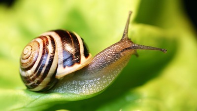 Gehäuseschnecke auf einem grünen Blatt